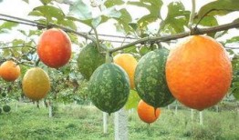 新鲜吊瓜怎么吃才好吃视频,视频教你美味吊瓜的多种吃法