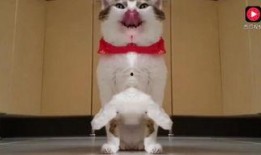 猫吃瓜视频现场,现场直播，萌宠吃瓜大赛精彩瞬间