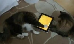 萌宠吃瓜搞笑视频全集,全集回顾笑翻天