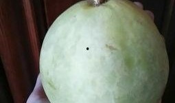 吃哈密瓜甜瓜视频,视频揭秘口感与营养大比拼