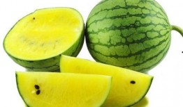 蜗牛吃西瓜哈密瓜视频