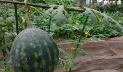 山工园吃瓜视频大全,揭秘校园生活趣味瞬间