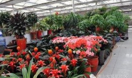 唐山花店吃瓜视频在哪看,揭秘网络热传事件幕后真相