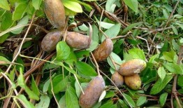 挖土吃八月瓜视频播放,八月瓜美味来袭！