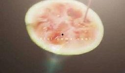 吃瓜现场音乐视频大全,欢快旋律中的娱乐盛宴