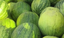 外地人吃兰州籽瓜视频,舌尖上的兰州风情