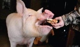 宠物猪吃瓜的视频下载,宠物猪吃瓜视频萌翻网友