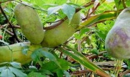 挖土吃八月瓜视频播放,八月瓜美味来袭！