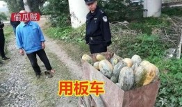 信阳罗山吃瓜事件真相视频,真相视频还原事件始末