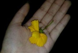 关于吃瓜的素材视频大全