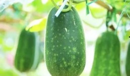 立秋后吃方瓜好吗视频,秋季滋补新选择