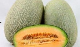 草鱼吃哈密瓜好吗视频,草鱼食用哈密瓜的实验观察与探讨