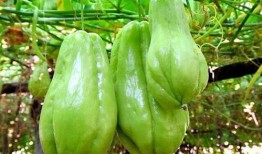 专吃佛手瓜茎会中毒吗视频,佛手瓜茎误食中毒风险揭秘