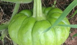 姜柄瓜炒着吃有营养吗视频,营养美味两不误