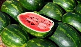 猴王吃瓜素材视频,瓜果盛宴欢乐无限