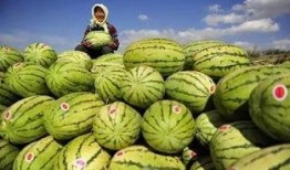 外国人吃硒砂瓜视频,惊艳味蕾直呼过瘾！