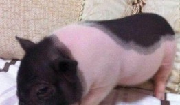 宠物猪吃瓜的视频下载,宠物猪吃瓜视频萌翻网友