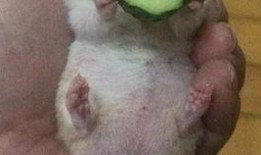 吃瓜老王的视频,一场视频盛宴背后的故事