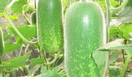 吃蒲瓜有利于减肥吗视频,吃蒲瓜真的能瘦下来吗？