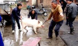 缅甸杀猪盘吃瓜视频,一场精心策划的网络骗局