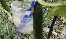 临朐吃瓜事件真相视频