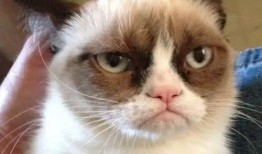 狗狗吃瓜被抓住视频,狗狗偷吃瓜被拍下，萌态百出引网友热议