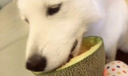 狮子猫吃瓜群众视频,一场趣味横生的网络狂欢