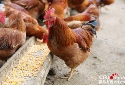 鸡吃方瓜能下蛋吗视频,鸡吃方瓜真的能下蛋？视频揭示惊人真相