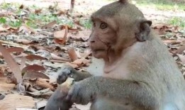 猴子吃瓜视频大全集下载,欢乐瞬间尽收眼底