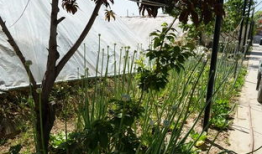 长椅吃瓜原视频