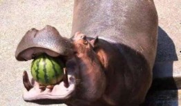 河马吃大王瓜视频大全,挑战大王瓜美食盛宴