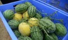 库尔勒吃瓜群视频最新,揭秘瓜农生活背后的感人故事