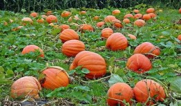 宁波奉化吃瓜事件视频,一场引发热议的街头冲突纪实