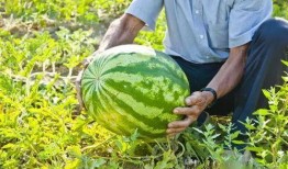 广西大新吃瓜事件视频,一场引发热议的街头冲突瞬间