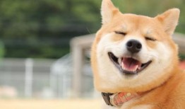 柴犬可以吃丰收瓜吗视频,柴犬的美食探索之旅