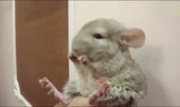 萌宠吃瓜搞笑视频全集,全集回顾笑翻天