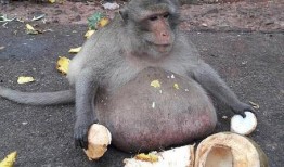 猴子吃瓜视频大全集下载,欢乐瞬间尽收眼底