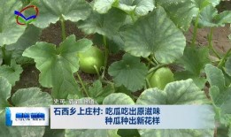 瓜柳种子可以吃吗视频,揭秘可食用之谜