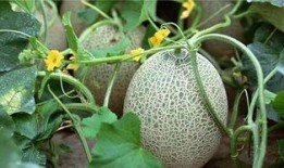 哈密瓜如何弄熟吃视频,简单美味，轻松掌握