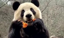 熊猫外卖吃瓜视频,揭秘美食背后的趣味故事
