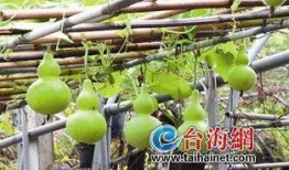 吃葫芦瓜视频大全,视频大全带你领略各式烹饪技巧