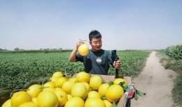 火山哥吃蜜瓜视频,一场视觉与味蕾的双重享受