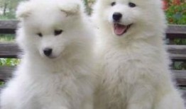 萨摩吃瓜视频素材下载,揭秘网红宠物的趣味瞬间