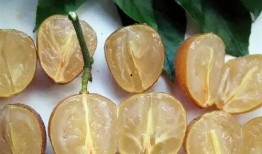 吃黄皮瓜视频教程,轻松学会家常美味